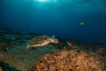 Hawksbill sea turtle swimming over coral reef habitat © Kristof