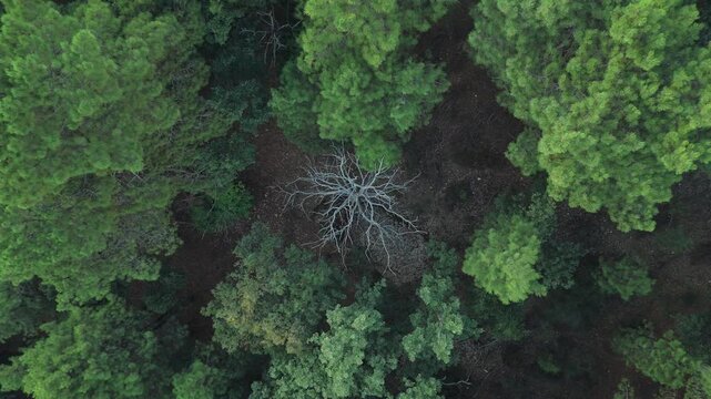 Dead tree surrounded by green and alive trees Aerial view 4K