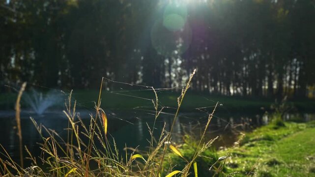 The web in the morning sun. Abstract warm landscape of dry wildflower and grass meadow on warm golden hour sunset or sunrise time. Tranquil autumn fall nature field background
