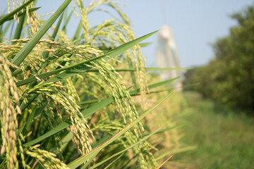 Obraz premium Close up of rich golden rice grains ears ready for harvest in green paddy field on sunny day