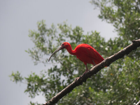 Scarlet ibis on a branch