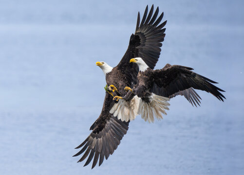 Two bald eagles in flight with talons extended over sky