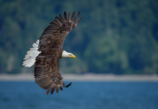 Bald eagle soaring over water