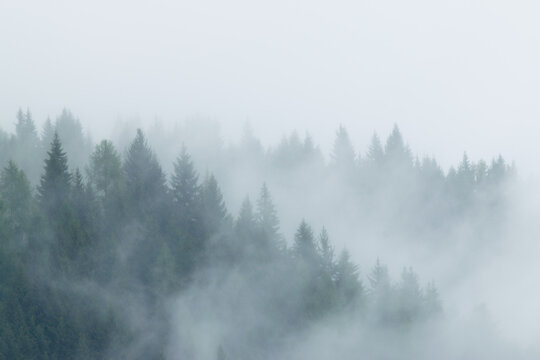 Fog rolling over an evergreen mountain forest