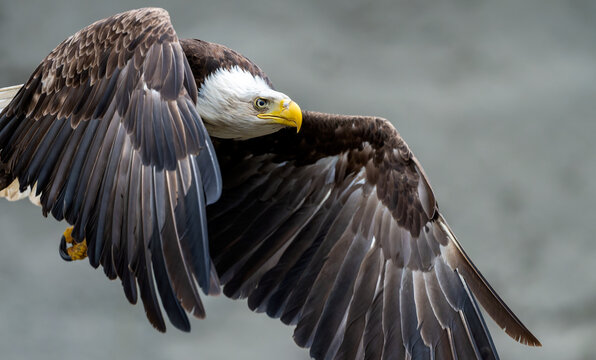 Bald eagle soaring with wings fully spread