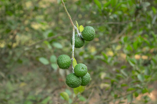 Close up of fresh green kaffir lime fruits cluster hanging on branch infected by mealybug pest in organic garden