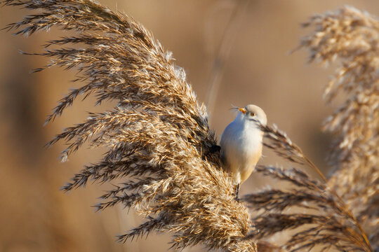Close-up of an adult female Bearded Reedling (Panurus biarmicus) perched on a reed seed head, eating seeds against a golden reed background on a sunny autumn day. Wildlife photography with copy space.