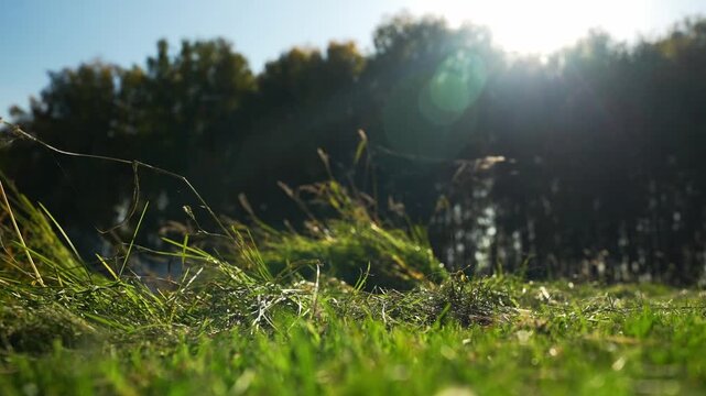 The web in the morning sun. Abstract warm landscape of dry wildflower and grass meadow on warm golden hour sunset or sunrise time. Tranquil autumn fall nature field background