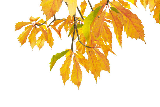 Close up yellow autumn maple leaves on branch isolated on transparent background