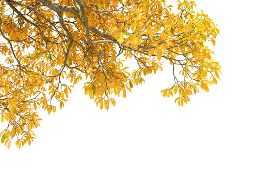 Yellow autumn tree branches with leaves framing top border isolated on transparent background