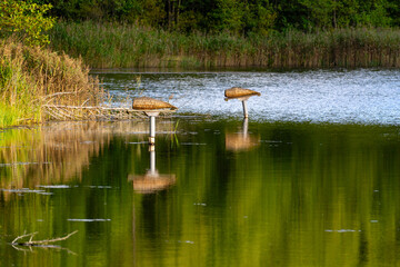 Pierwsze dni jesieni w Puszczy Knyszyńskiej, Podlasie, Polska © podlaski49
