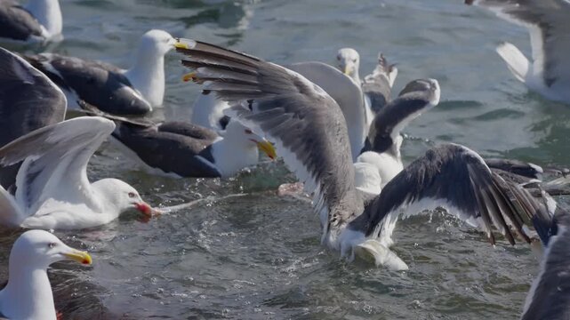 Close-Up of Black-Tailed Gulls Fighting and Screaming Over Fish Scraps on Rebun Coast, Hokkaido, Japan