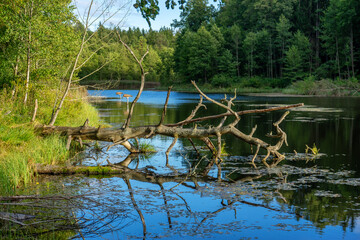 Pierwsze dni jesieni w Puszczy Knyszyńskiej, Podlasie, Polska © podlaski49