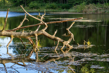 Pierwsze dni jesieni w Puszczy Knyszyńskiej, Podlasie, Polska © podlaski49