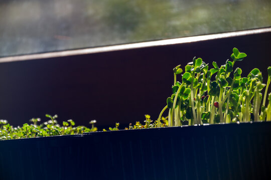 Fresh organic microgreens growing in trays on windowsill under morning sunlight with copy space for healthy lifestyle