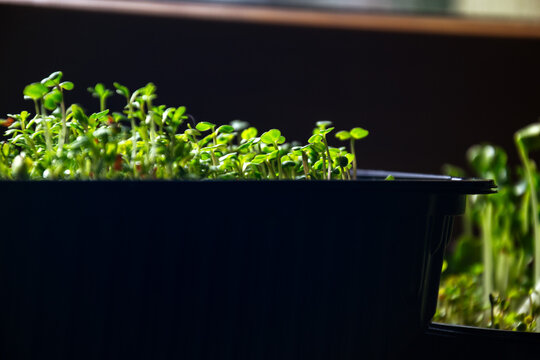 Fresh green garden cress seedlings sprouting in black plastic tray against dark background
