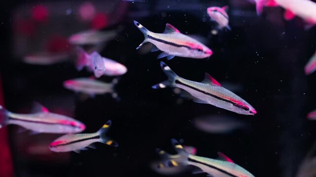 Small fish swim gracefully through dark water. Red light glows softly behind them.