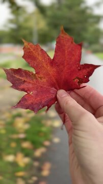Hand Holding a Red Maple Leaf on an Autumn Path Vertical