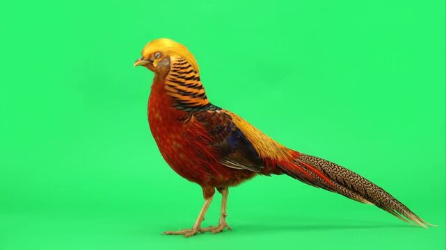 Golden pheasant on green screen background.