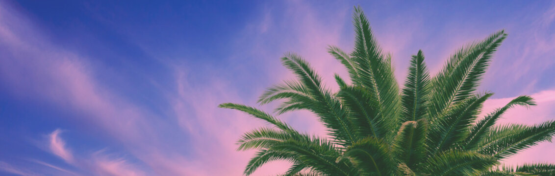 Palm trees against the colorful sunset sky. Beautiful tropical evening nature