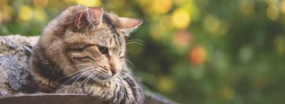Cute cat relaxing outdoors in autumn