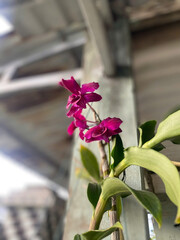 pink orchid flower © TTrung