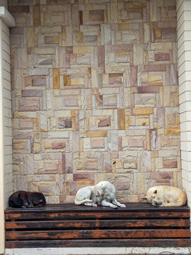 Three dogs rest on a wooden slatted bench in front of a patterned stone wall: a dark brown dog curled on the left, a white dog lying in the middle, and a cream-colored dog sleeping on the right.