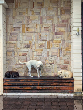 Three dogs rest on a wooden slatted bench in front of a patterned stone wall: a dark brown dog curled on the left, a white dog lying in the middle, and a cream-colored dog sleeping on the right.