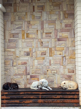 Three dogs rest on a wooden slatted bench in front of a patterned stone wall: a dark brown dog curled on the left, a white dog lying in the middle, and a cream-colored dog sleeping on the right.
