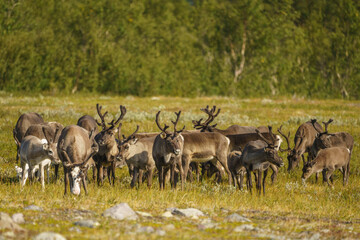 Reindeers, Rangifer tarandus © Mats