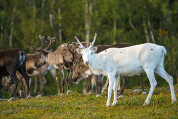 Reindeers, Rangifer tarandus © Mats