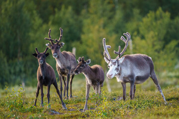 Reindeers, Rangifer tarandus © Mats