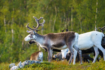 Reindeers, Rangifer tarandus © Mats