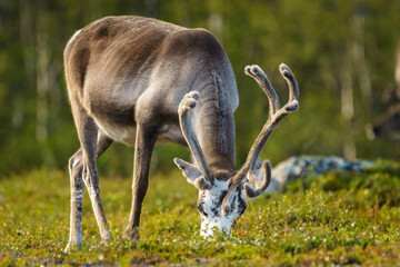 Reindeers, Rangifer tarandus © Mats