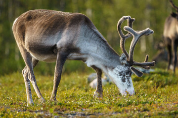 Reindeers, Rangifer tarandus © Mats