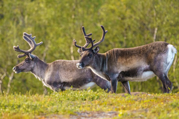 Reindeers, Rangifer tarandus © Mats