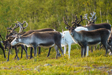 Reindeers, Rangifer tarandus © Mats