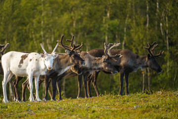 Reindeers, Rangifer tarandus © Mats