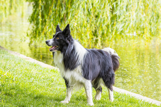 Black and white Border Collie dog standing on green grass beside a pond in a sunny park