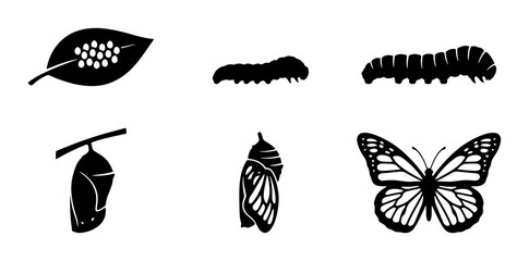 Fototapeta premium Butterfly Life Cycle Stages, Vector Icons: Egg, Larva, Pupa, Adult Insect
