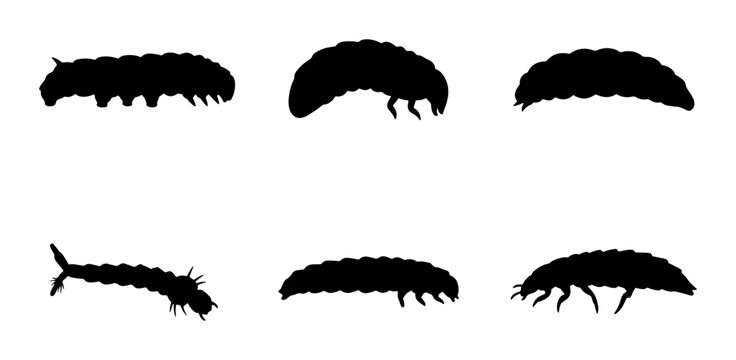 Insect Larva Silhouettes, Six Diverse Grub and Caterpillar Forms, Vector Set