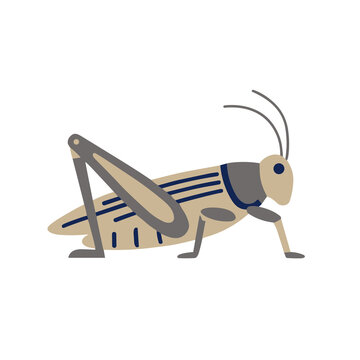 Illustration of a grasshopper
