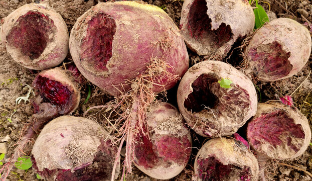 Beetroot crop damaged by field mouse. Organic farming. Selective focus.