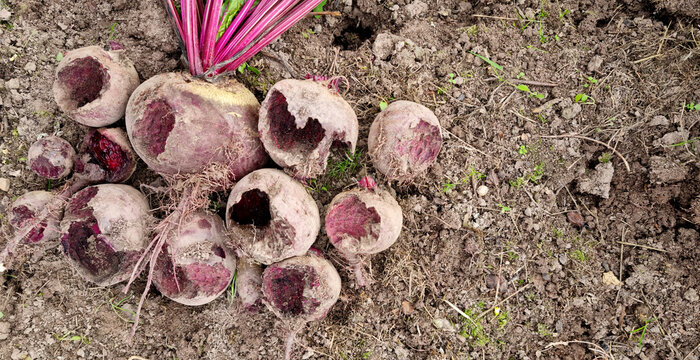 Beetroot crop damaged by field mouse. Organic farming. Selective focus.
