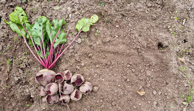 Beetroot crop damaged by field mouse. Organic farming. Selective focus.