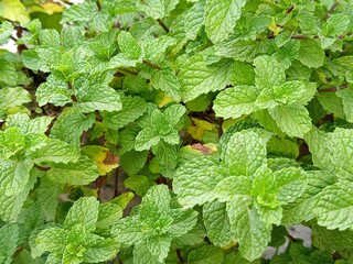 mint leaves in the garden © TriSulistyo