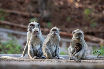 A group of monkey in Baluran National Park, East Java © Yuli
