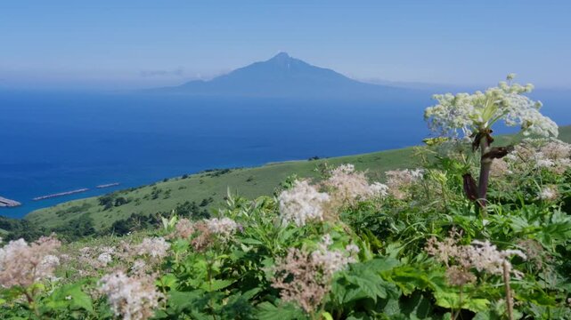 Mount Rishiri Volcanic Peak Rising Above Ocean View Captured from Rebun Mountain Ridge Meadow in Summer with Blooming Alpine Flowers, Hokkaido, Japan