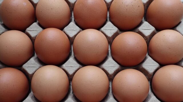 Fresh organic brown chicken eggs in cardboard tray