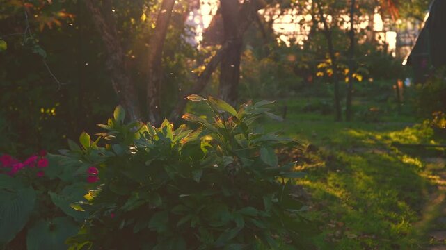 Swarming mosquitoes and midges flying around green plants and trees in a summer garden, illuminated by warm, glowing sunlight during the evening golden hour